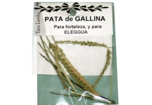 PATA DE GALLINA Hierba Pata de Gallina Natural