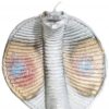 Cobra de Plata